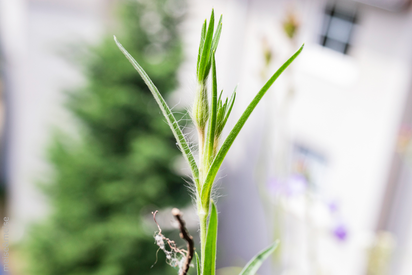 Balkonbesuch bei Sylvia Meise. Juni: Kornradenknospe