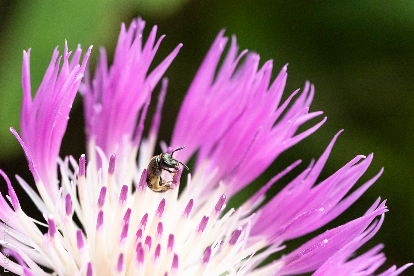 Balkonbesuch bei Sylvia Meise. Juni: Flockenblume Centaurea dealbata mit Wildbiene