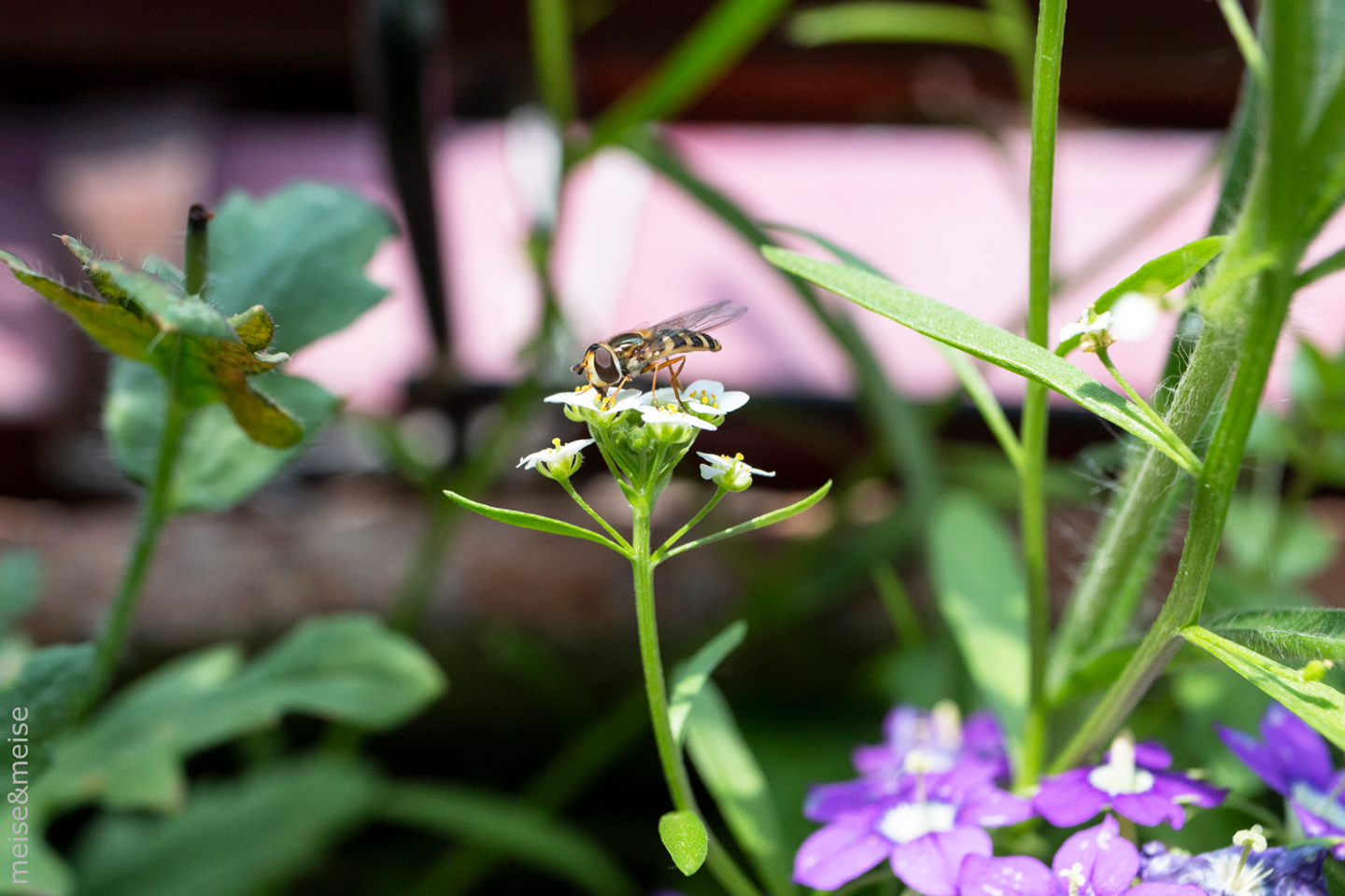 Balkonbesuch bei Sylvia Meise. Juni: Frauenspiegel und Duftsteinrich mit Schwebfliege