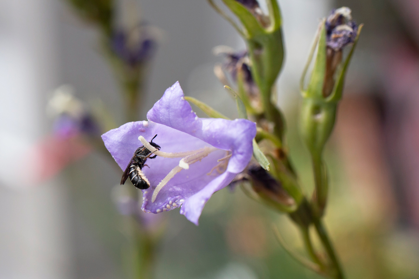 Balkonbesuch bei Sylvia Meise. Juni: Pfirsichblättrige Glockenblume mit Glockenblumen-Scherenbiene