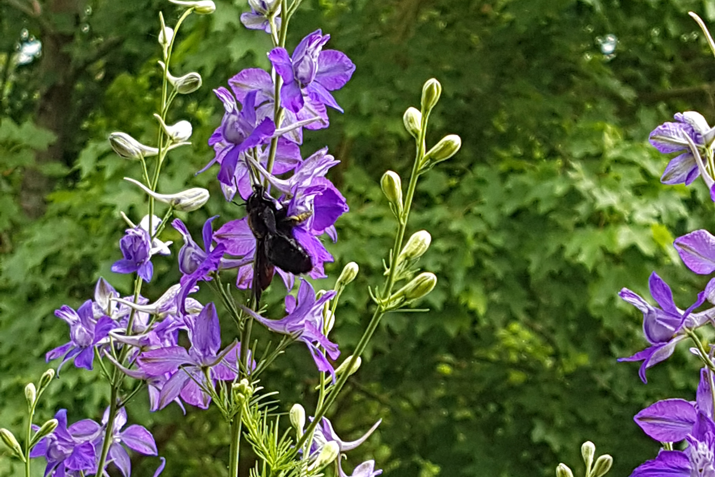 Blauschwarze Holzbiene auf einem Feld-Rittersporn. Fotografiert von Dorothea Kämpfert auf ihrem Balkon in Erlangen