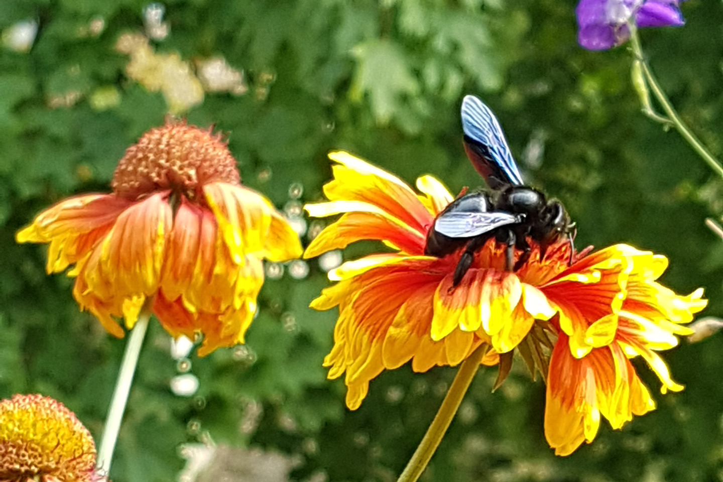 Blauschwarze Holzbiene auf einer Kokardenblume. Fotografiert von Dorothea Kämpfert auf ihrem Balkon in Erlangen