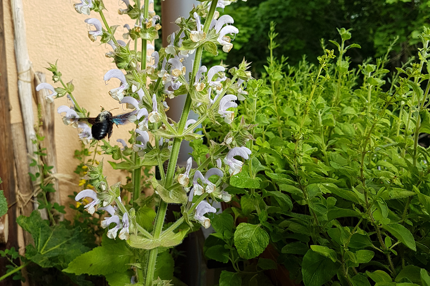 Blauschwarze Holzbiene im Anflug auf Muskateller-Salbei. Fotografiert von Dorothea Kämpfert auf ihrem Balkon in Erlangen