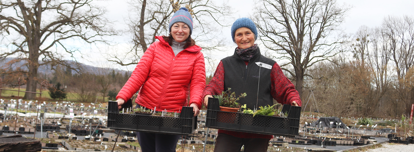 Wildpflanzen kaufen: Stauden