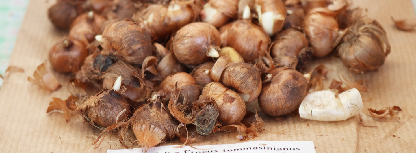 Wildblumen kaufen: Zwiebeln und Knollen