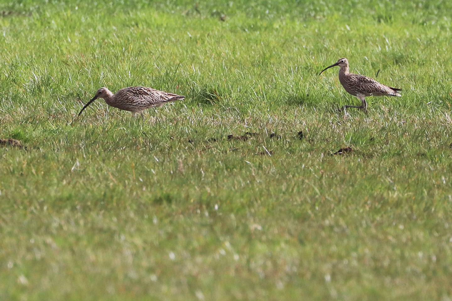 Brachvögel-Paar im Donaumoos