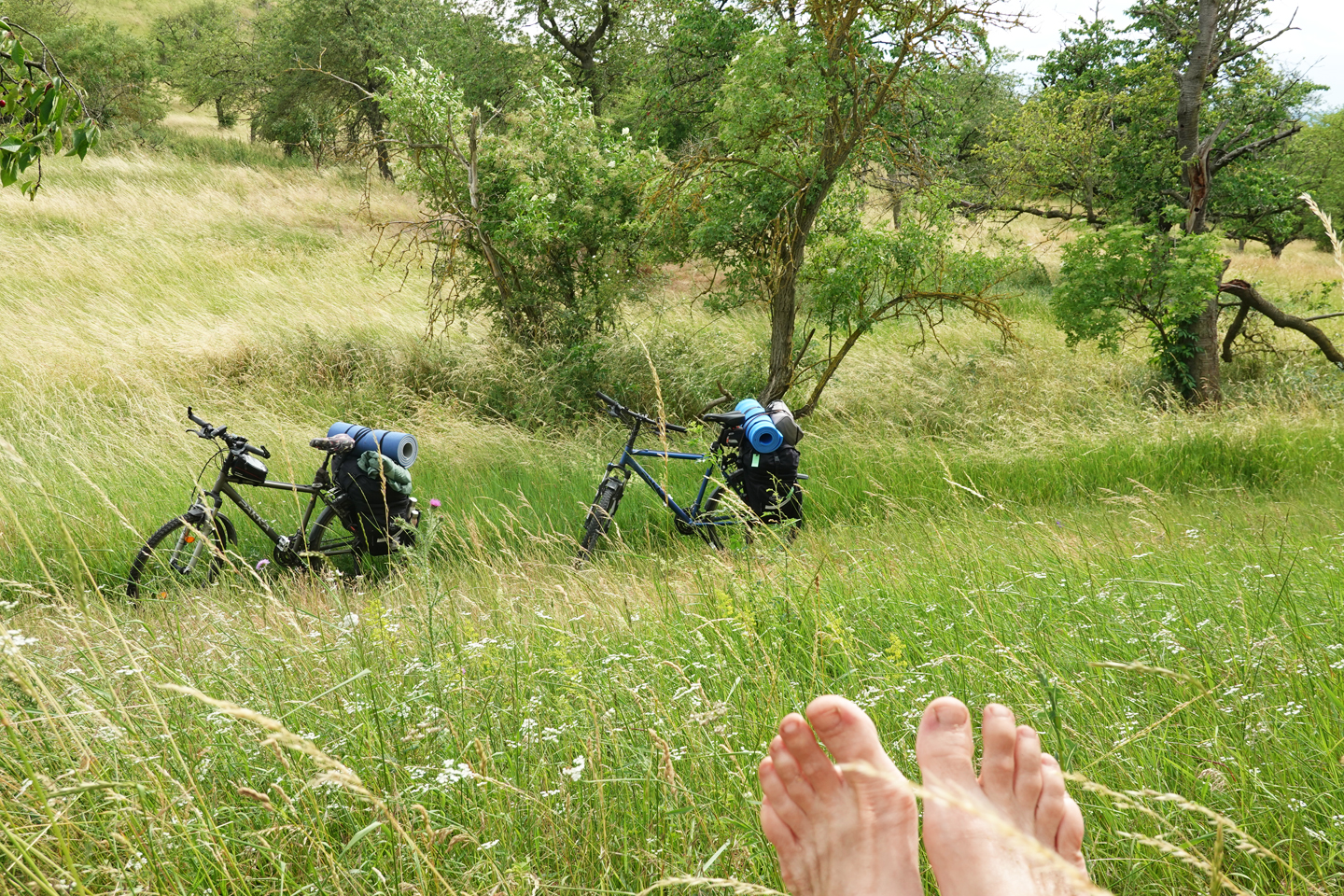 Beim Ausüben unseres Vogelstimmen-Hobbys in einer Streuobstwiese in Thüringen 