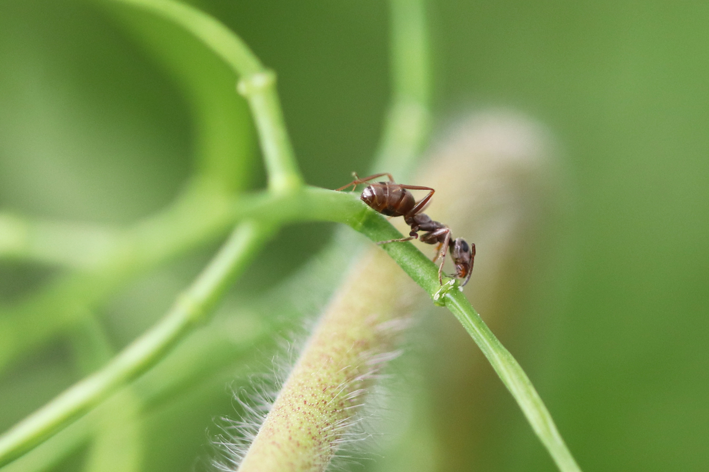 Ameise leckt Nektar an einem extrafloralen Nektarium.