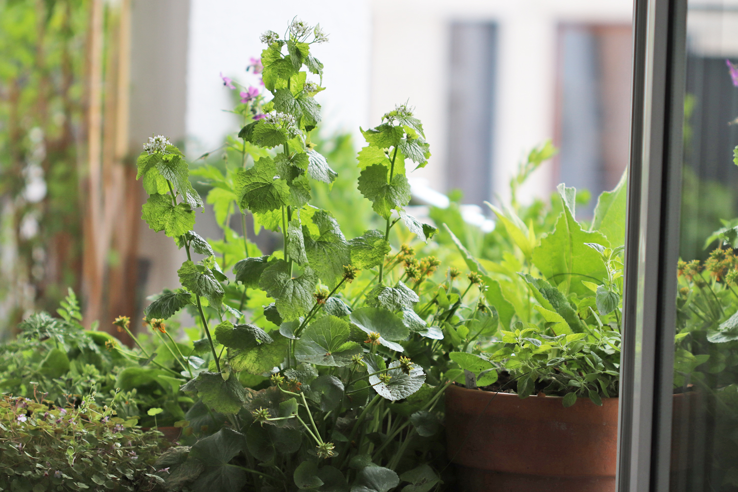 Knoblauchsrauke in voller Blüte