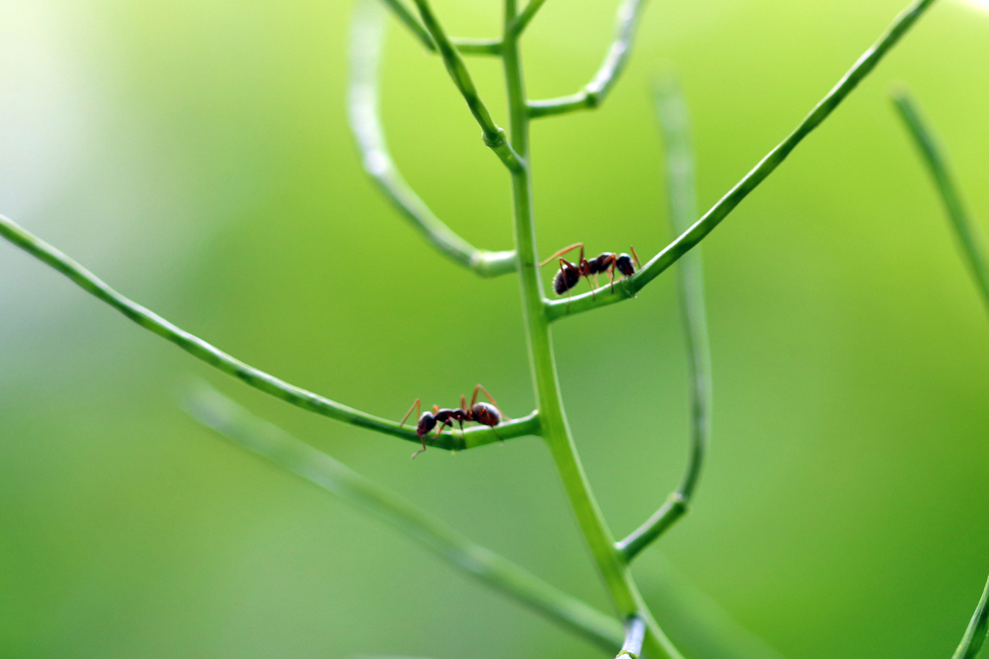 Ameisen verköstigen sich mit Nektar an extrafloralen Nektarien der Knoblauchsrauke.