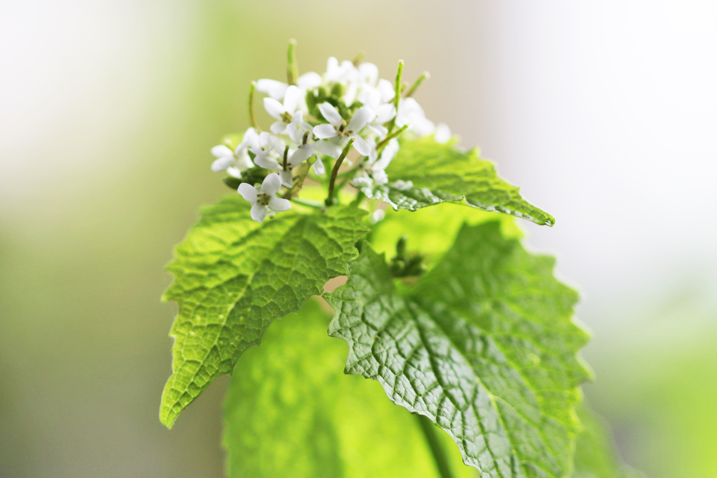 Blütenstand der Knoblauchsrauke