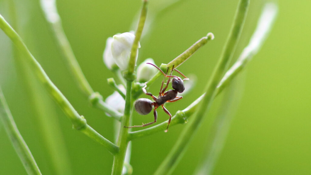 Ameise trinkt Nektar an extrafloralen Nekatarium der Knoblauchsrauke