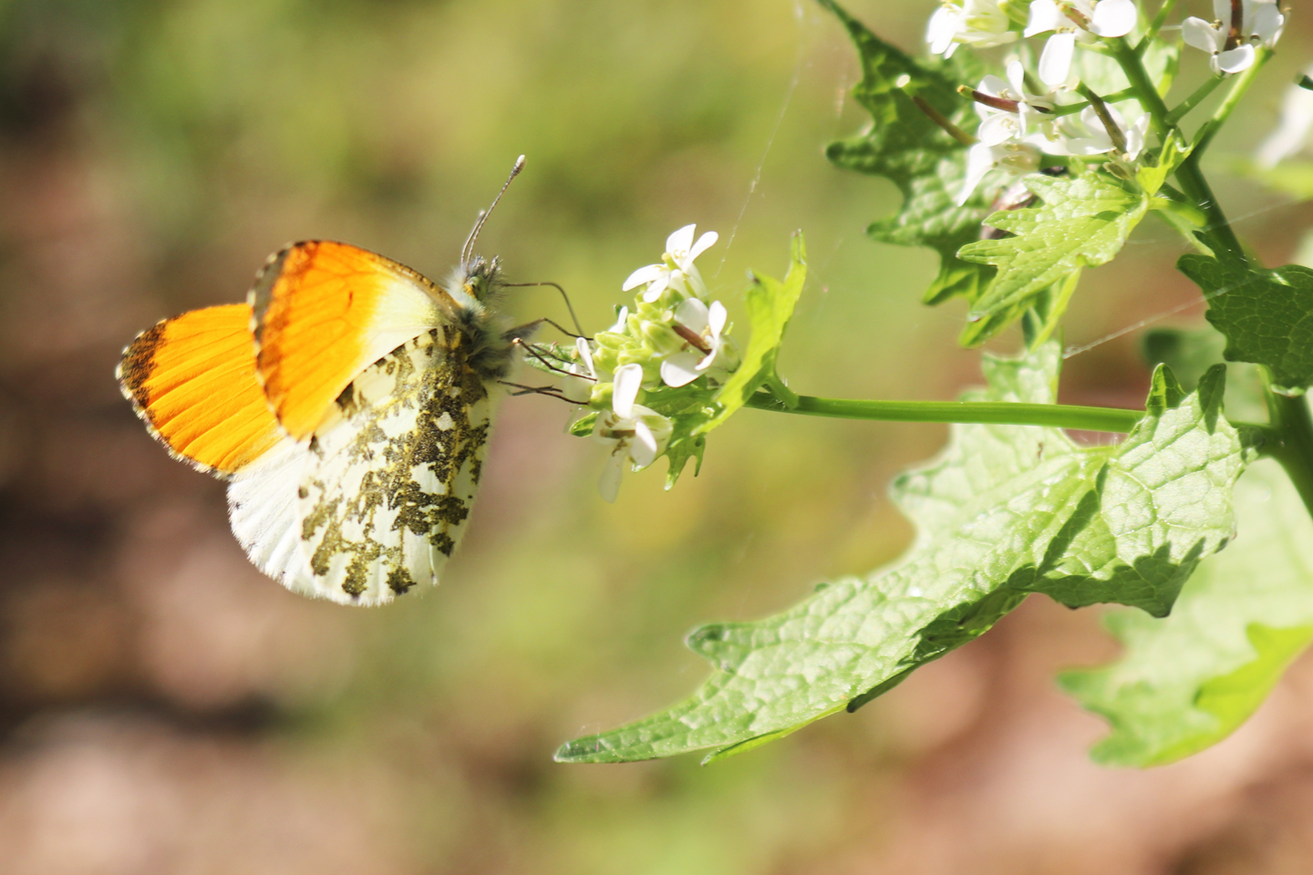 Aurorafalter trinkt Nektar an der Blüte der Knoblauchsrauke.