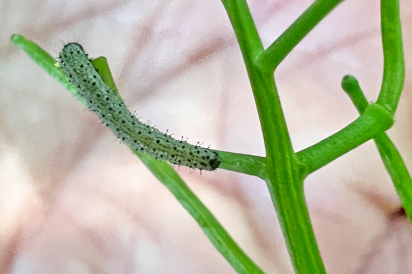 Raupe des Aurorafalters an einer Knoblauchrauke.