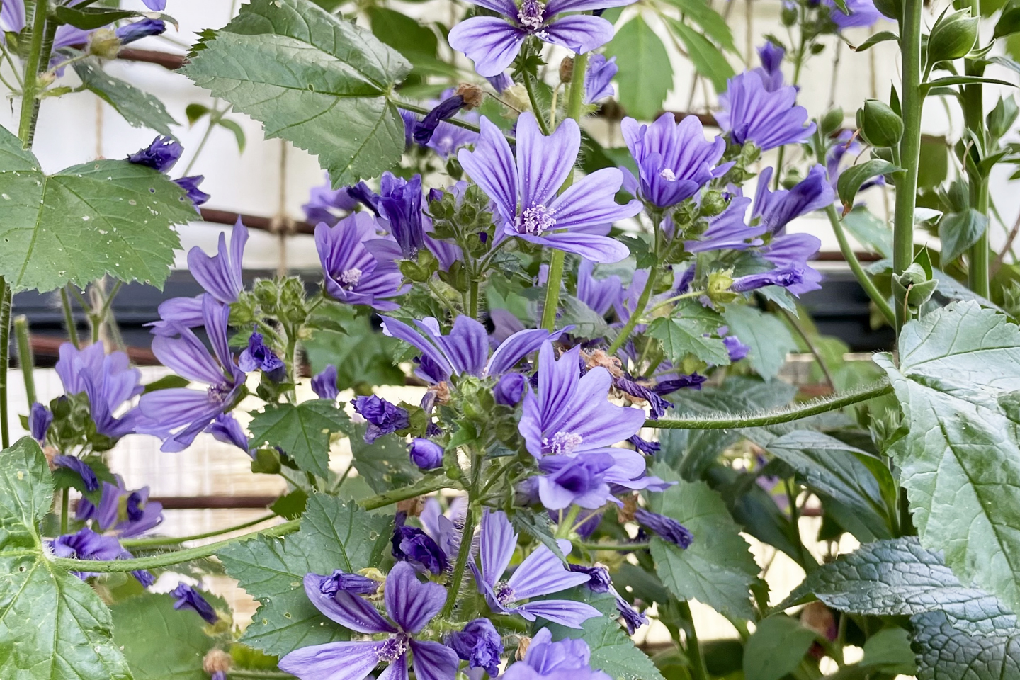 Blütenmeer der Wilden Malve