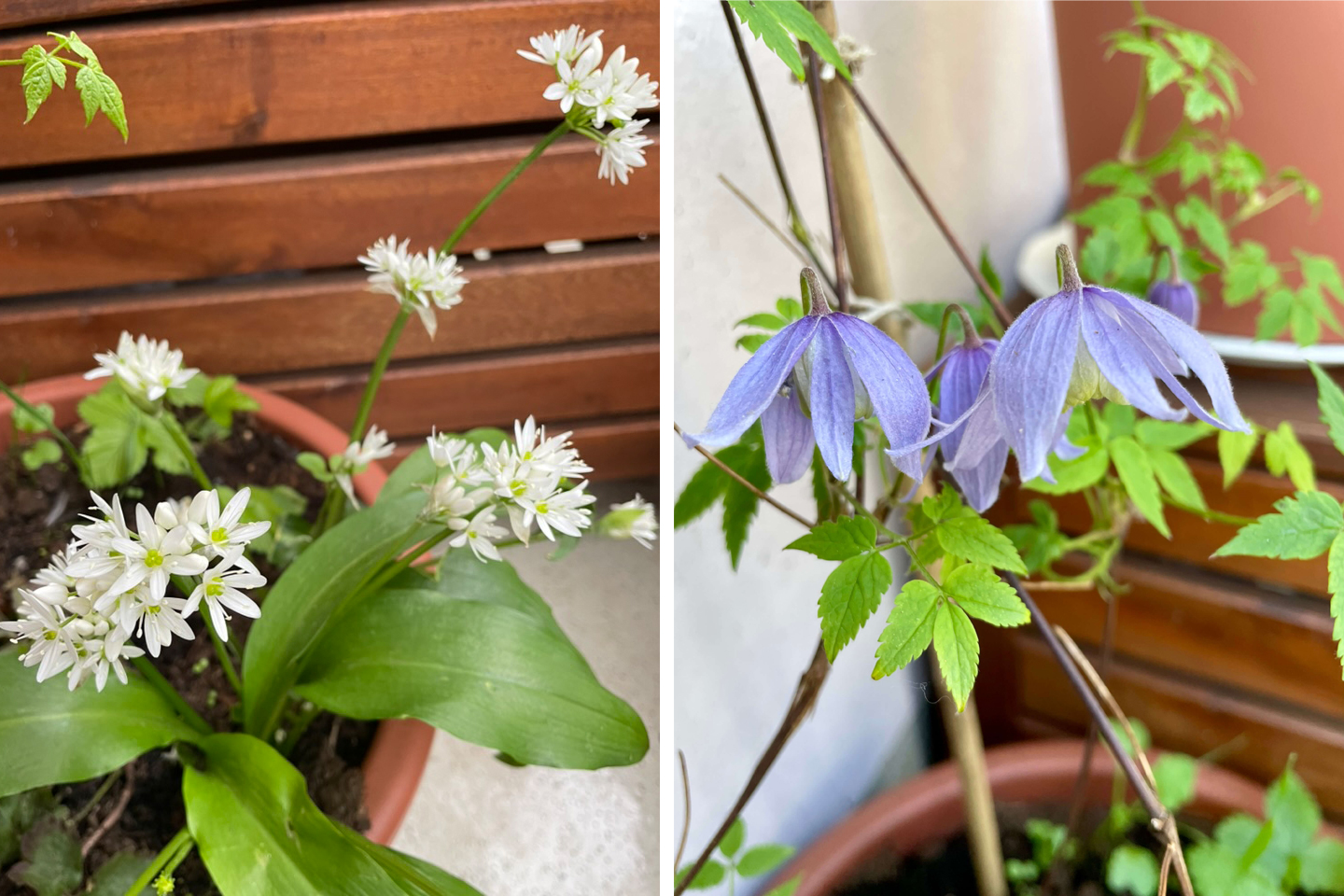 Bärlauch und Alpen-Waldrebe