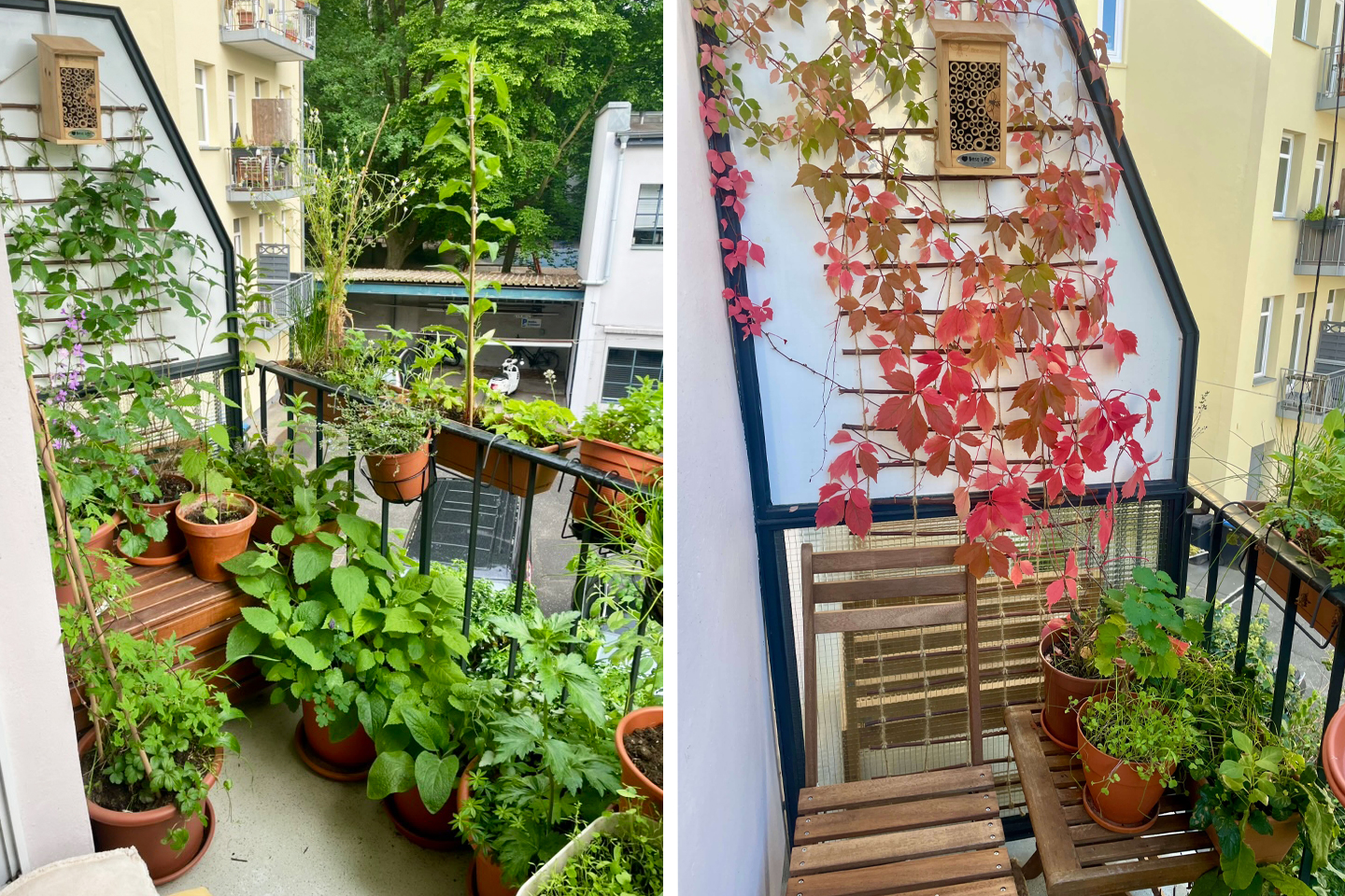 Wilder Wein auf dem Balkon