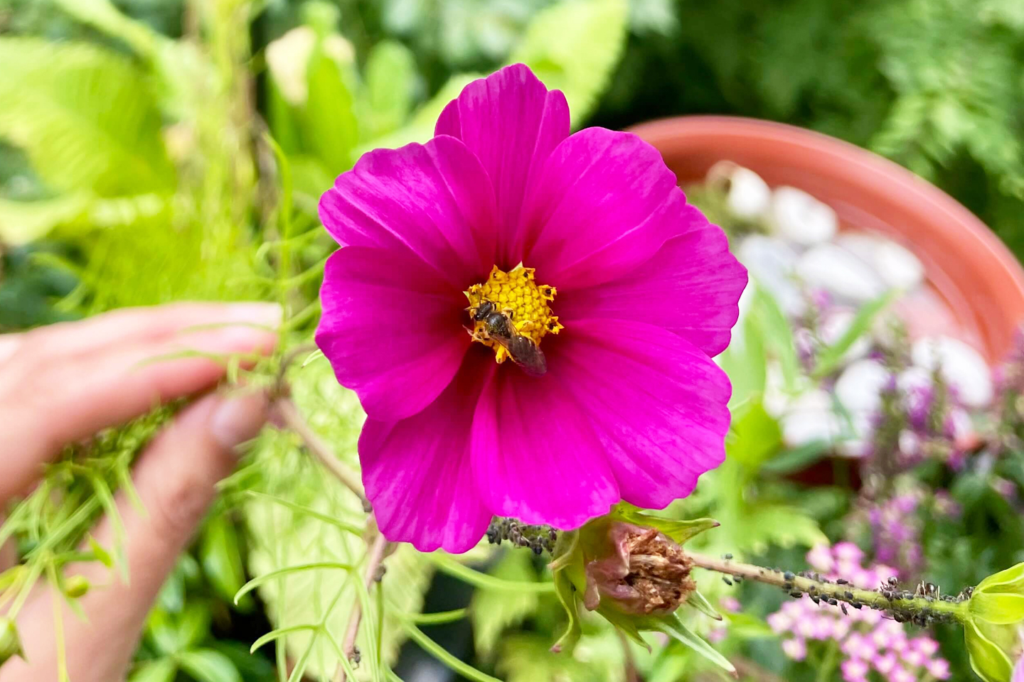 Schmalbiene labt sich am Schmuckkörbchen.