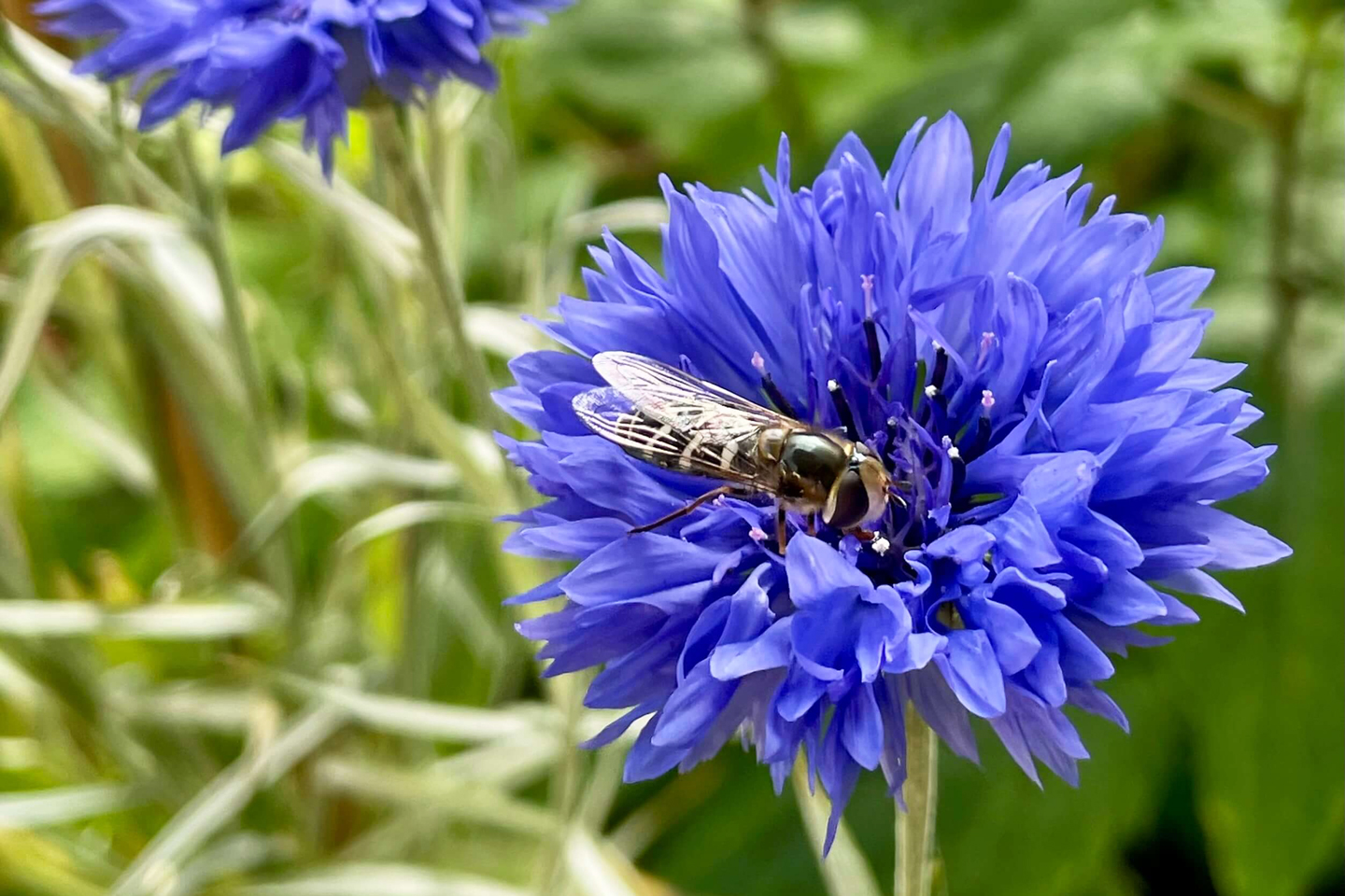 Schwebfliege auf Kornblume