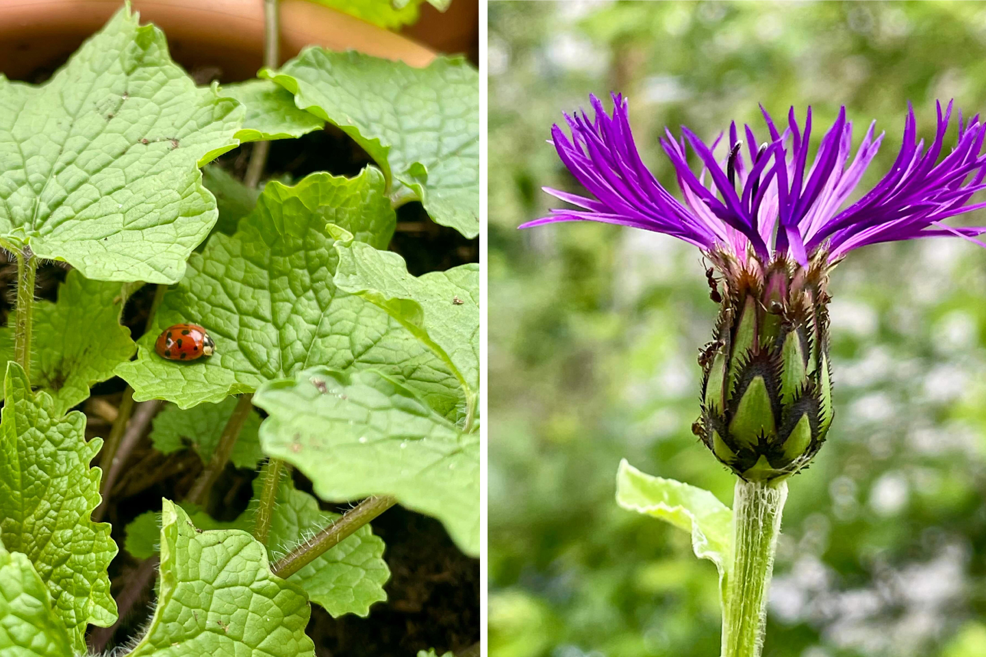 Asiatischer Marienkäfer und Ameisen