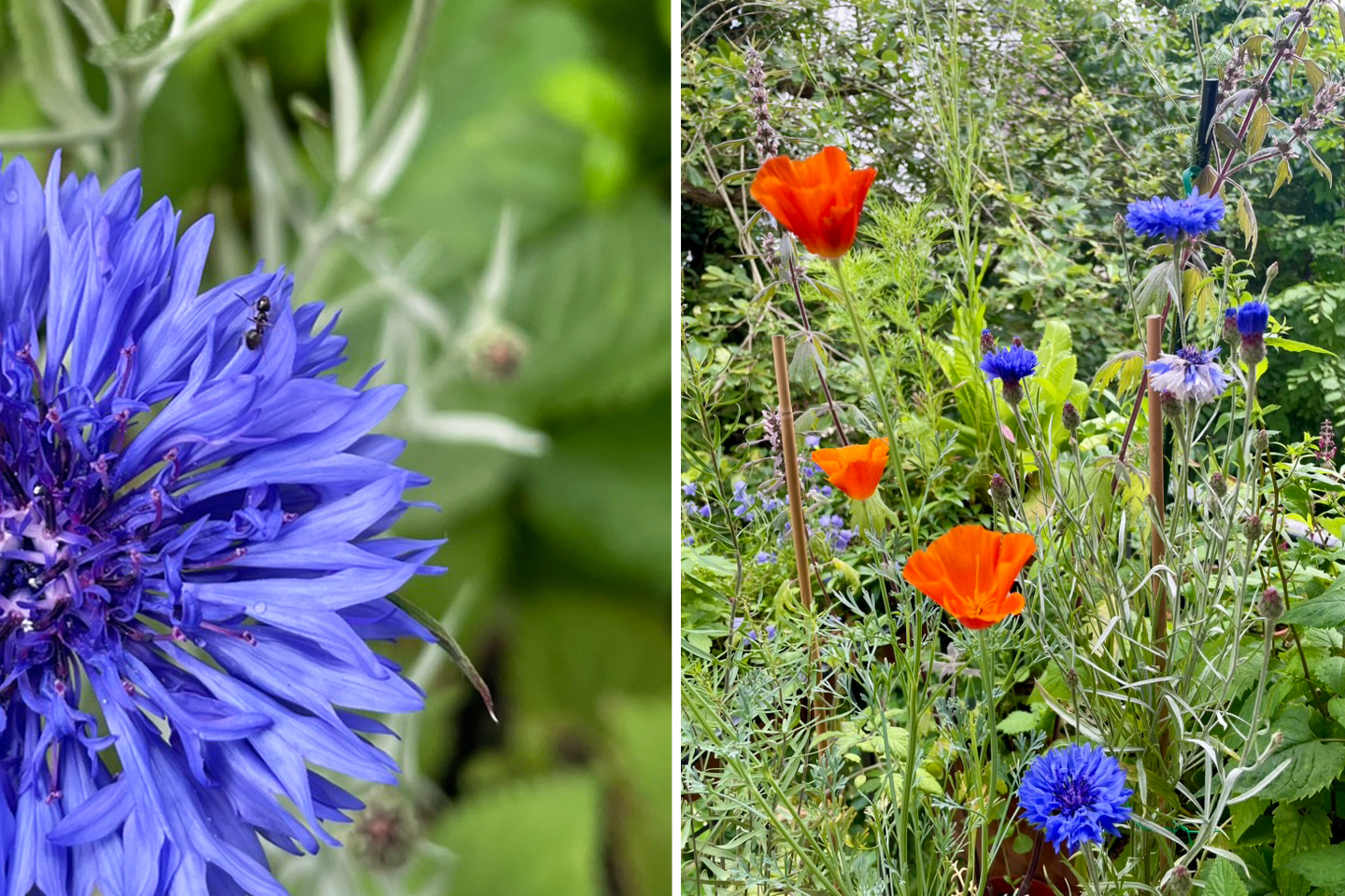 Kornblumen und Goldmohn