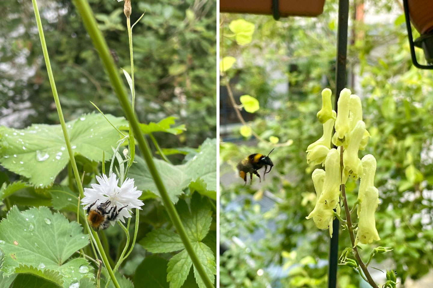 Balkonbesuch bei Patricia