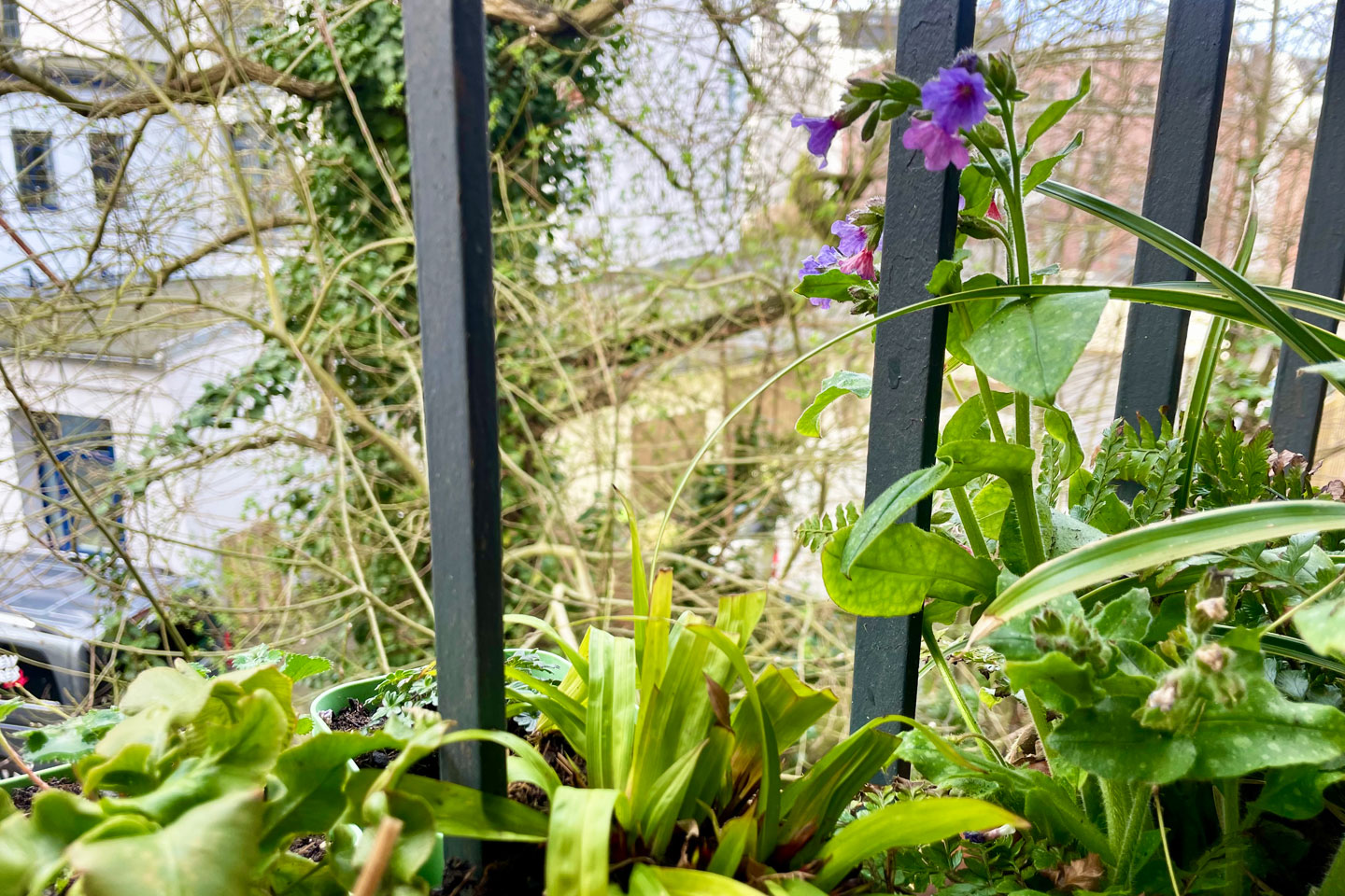 Geflecktes Lungenkraut