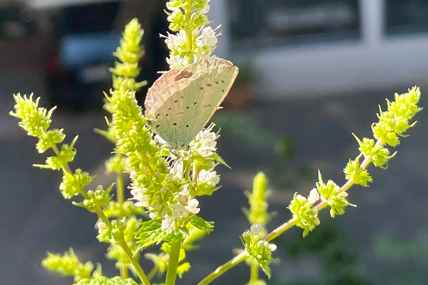 Ein Faulbaum-Bläuling sonnt sich auf der Minze.