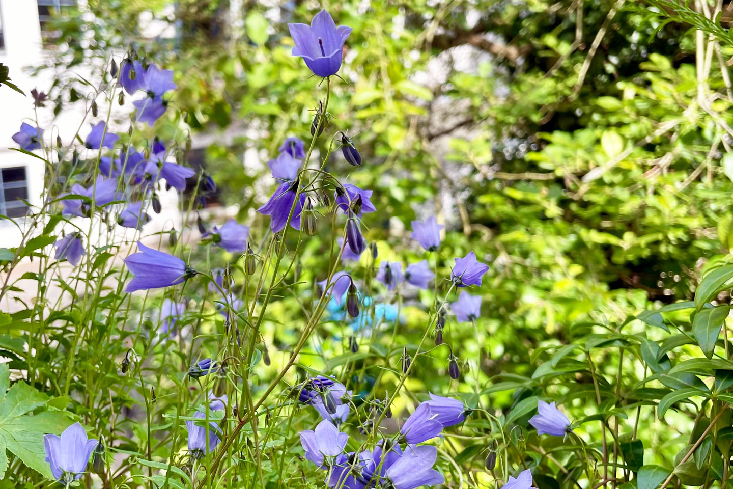 Ganz zart recken die Zwerg-Glockenblume ihre kleinen lila Kelche in den Himmel.