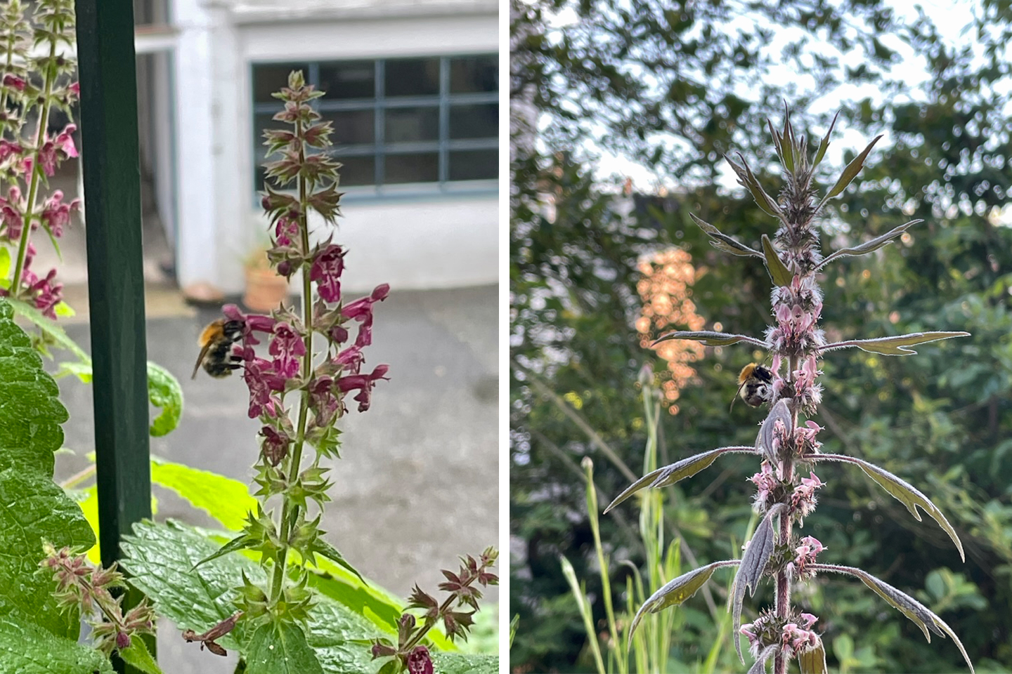 Waldziest und Herzgespann