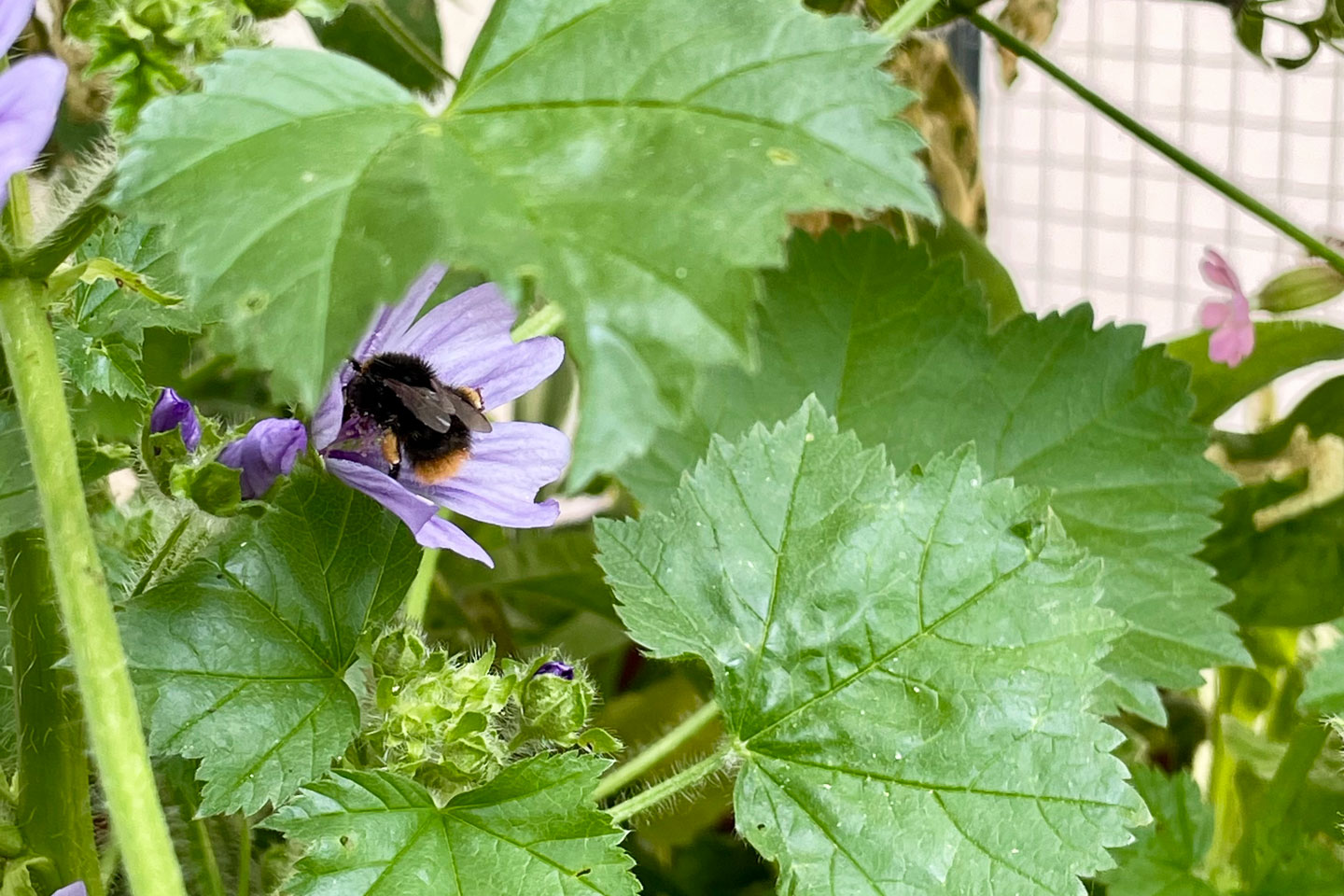 Diese kleine Steinhummel sitzt zwar nicht an an besagtem Salbei, aber sie freut sich über die ebenso schöne Wilde Malve.