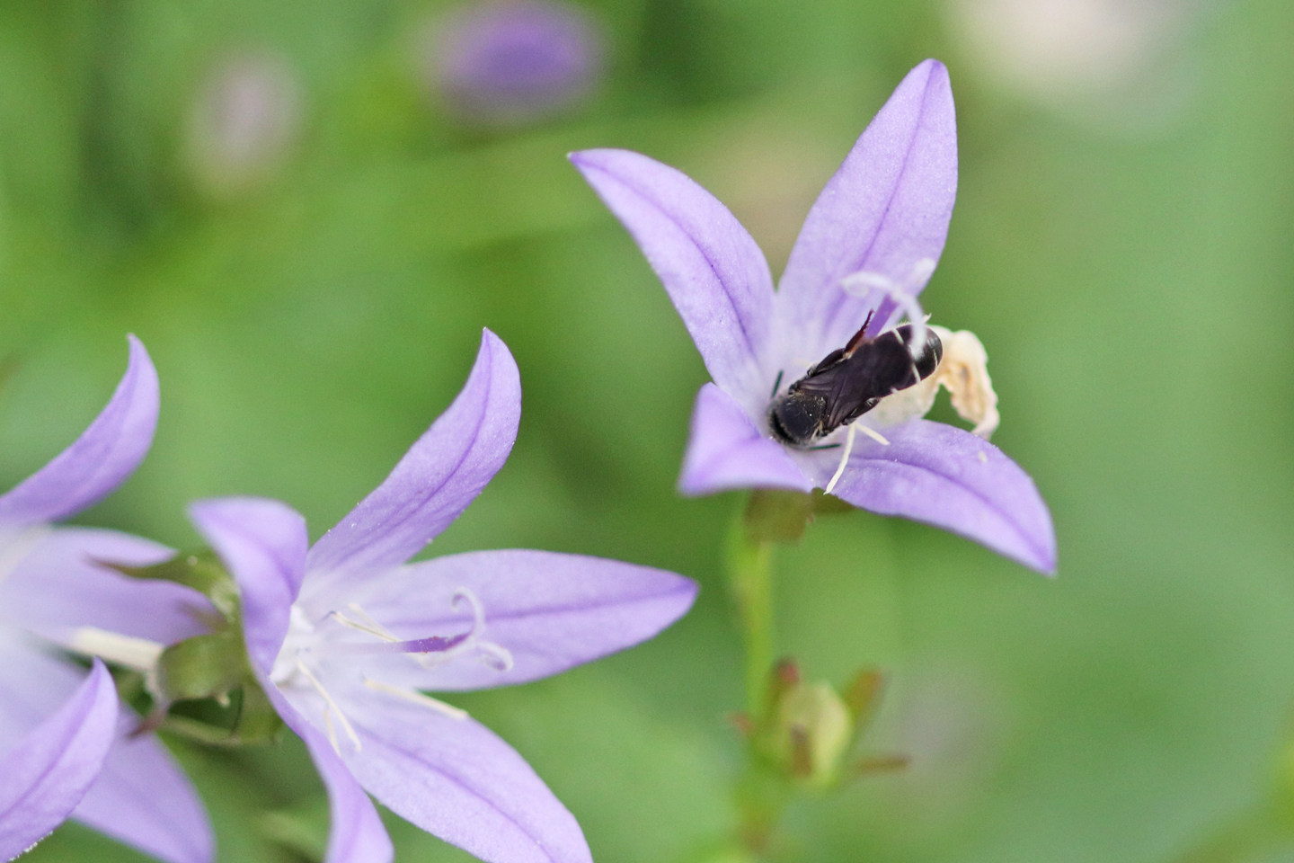 Ein Männchen der Glockenblumen-Scherenbienen übernachtet in einer Blüte der Hängepolster-Glockenblume 'Stella'.