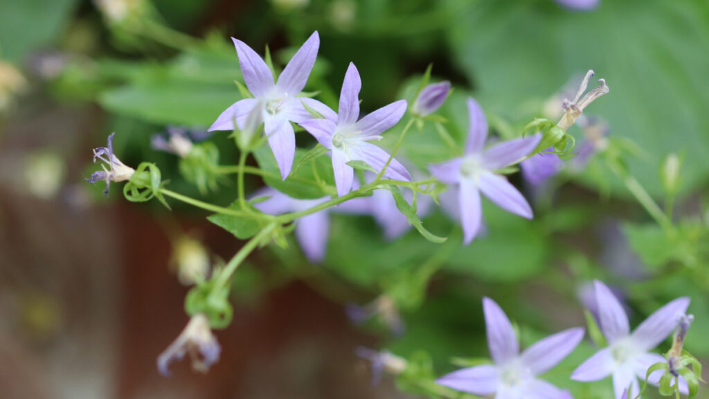 Hängepolster-Glockenblume, Sorte Stella (Campanula poscharskyana ‚Stella‘)
