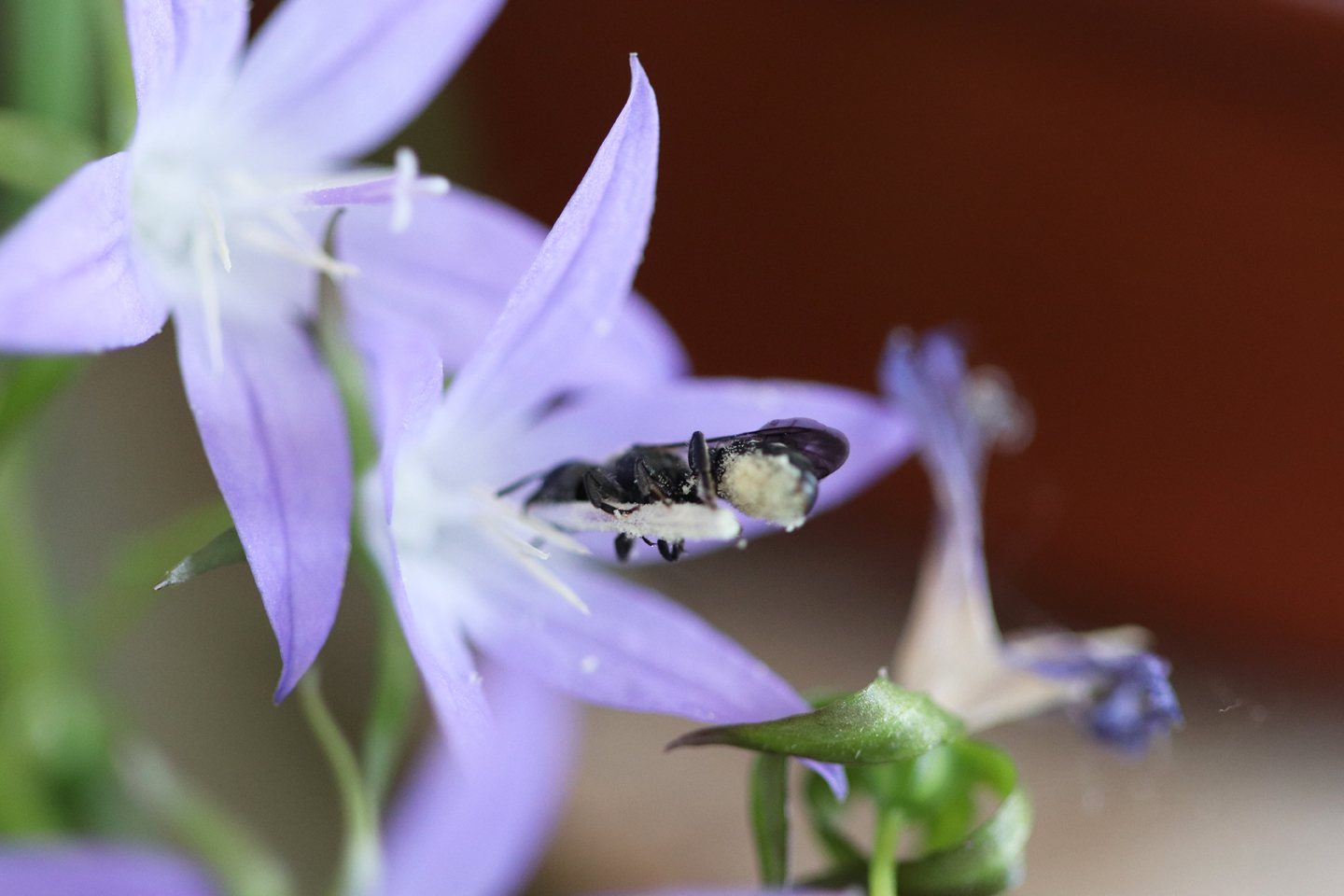 Weibchen der Glockenblumen-Scherenbiene sammelt Pollen an der Hängepolster-Glockenblume Stella auf dem Wilden Meter