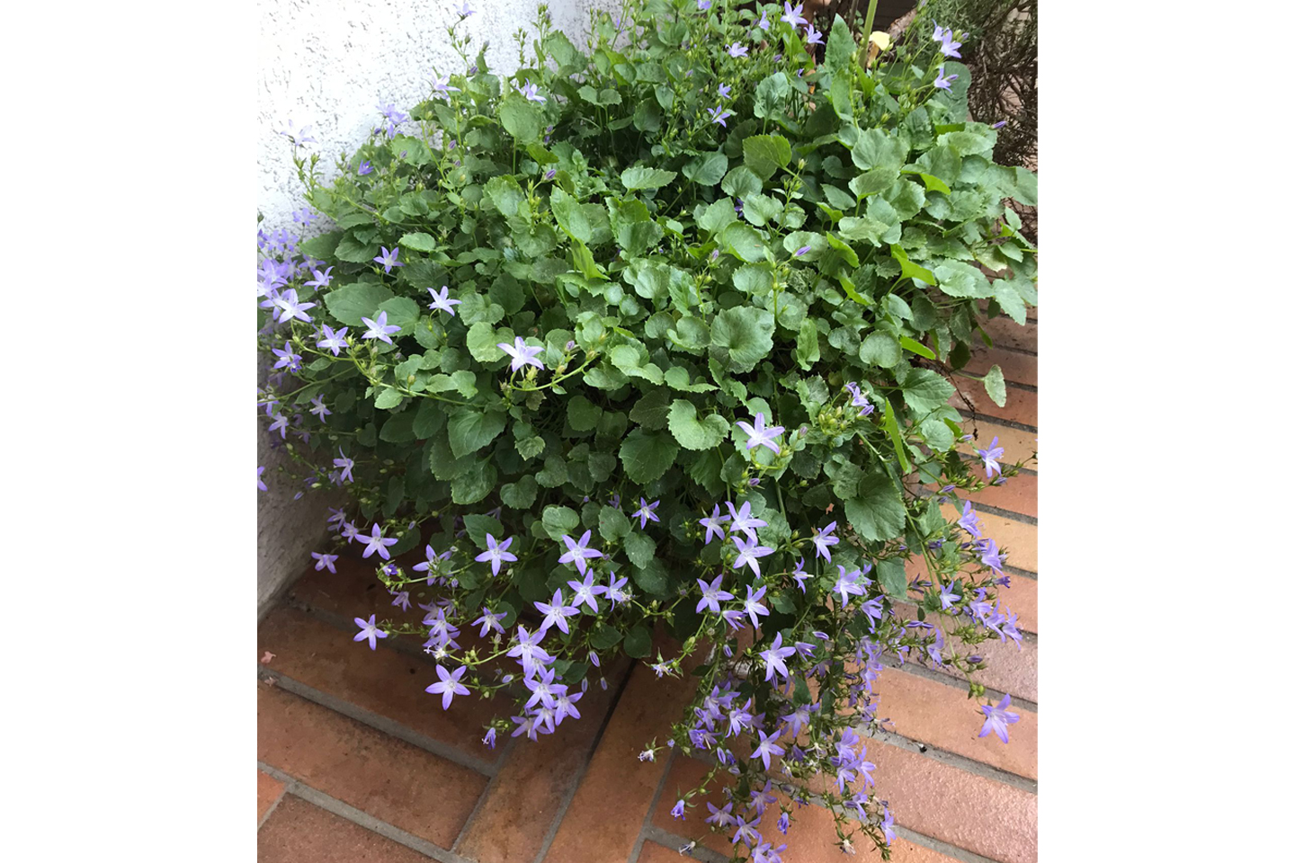 Campanula poscharskyana Stella 