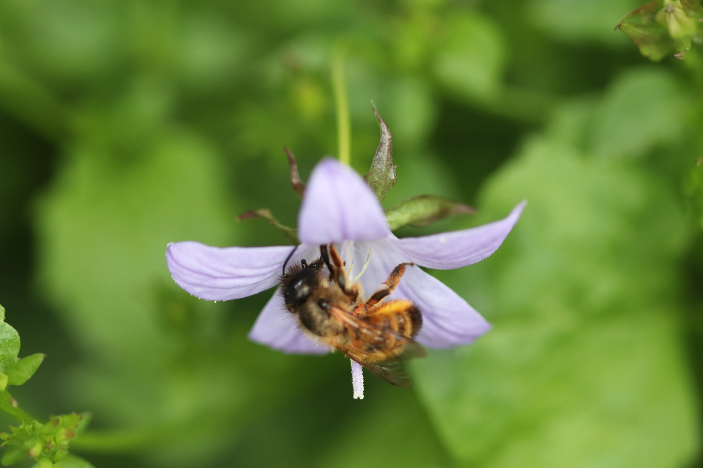 Männchen der Rostroten Mauerbiene /Osmia bicornis) besucht Hängepolster-Glockenblume, Sorte Stella auf dem Wilden Meter