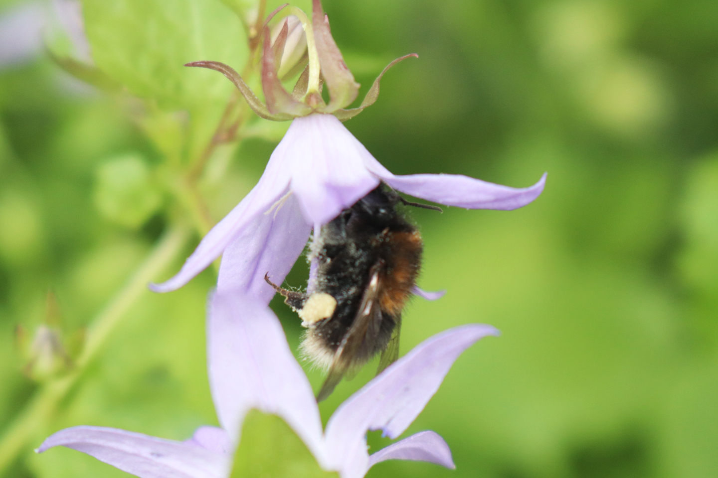 Baumhummel besucht Hängepolster-Glockenblume, Sorte Stella(Campanula poscharskyana ‚Stella‘) auf dem Wilden Meter