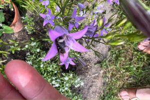 Eine Glockenblumen-Schmalbiene besucht eine Blüte der Rapunzel-Glockenblume.