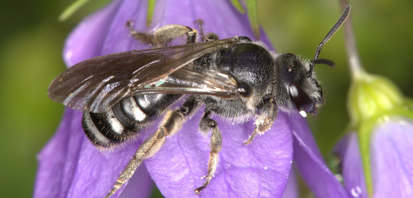 Weibchen der Glockenblumen-Schmalbiene