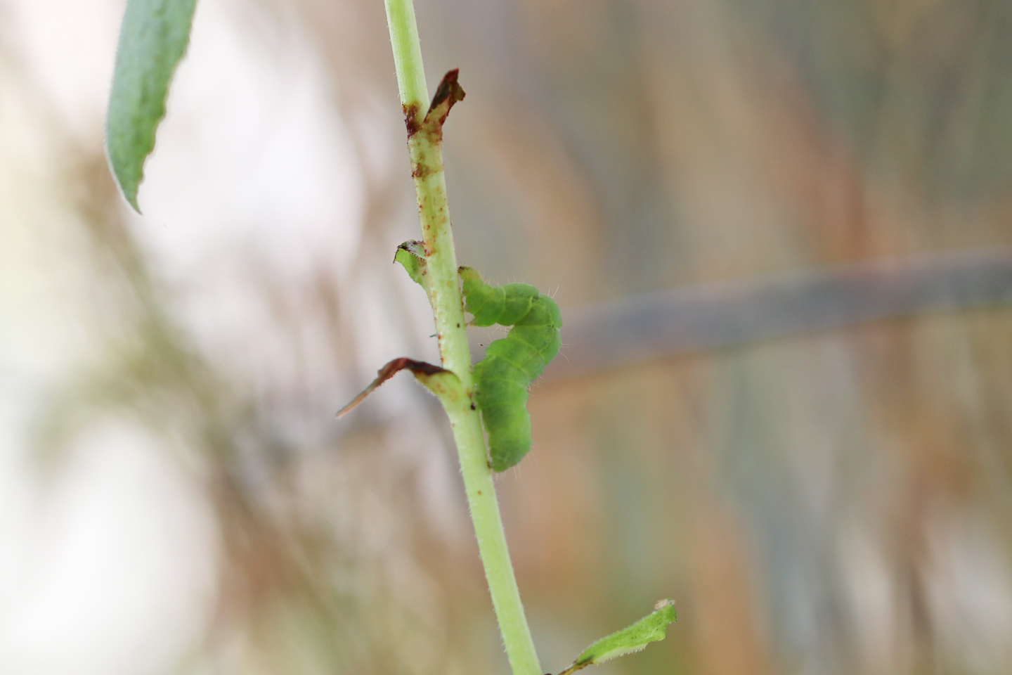 Raupe der Gamma-Eule
