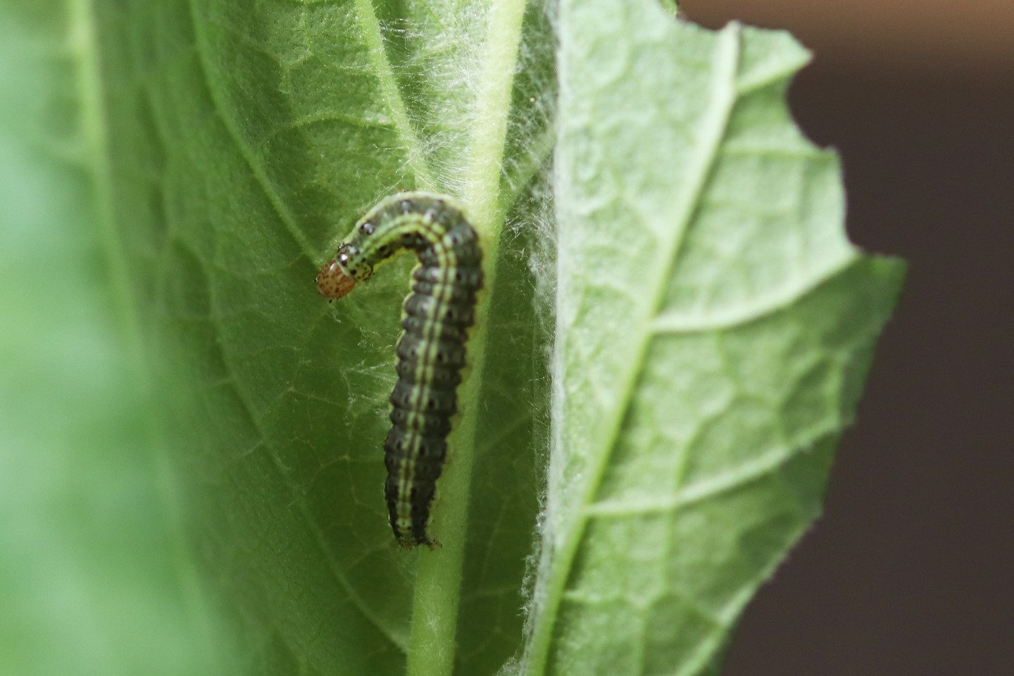 Raupe des Goldzünslers