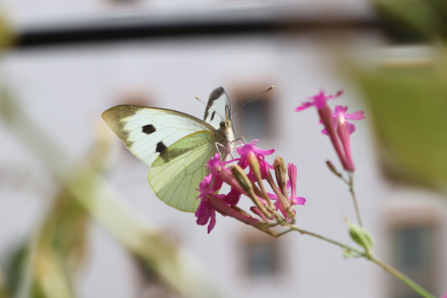 Großer Kohlweißling an Nelken-Leimkraut