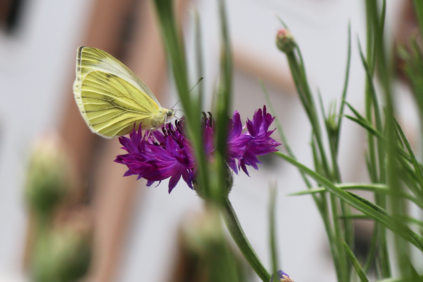 Grünader-Weißling auf einer Kornblume