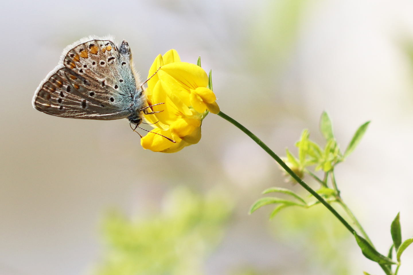 Hauhechel-Bläuling auf Gewöhnliche Hornklee