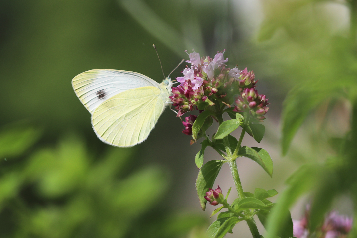 Karstweißling an Dost