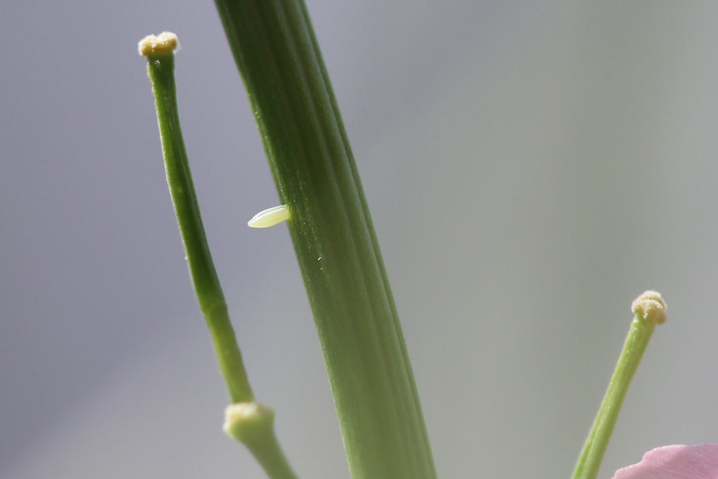 Ei eines Karstweißlings