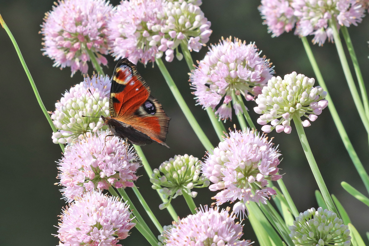 Tagpfauenauge auf Berg-Lauch 
