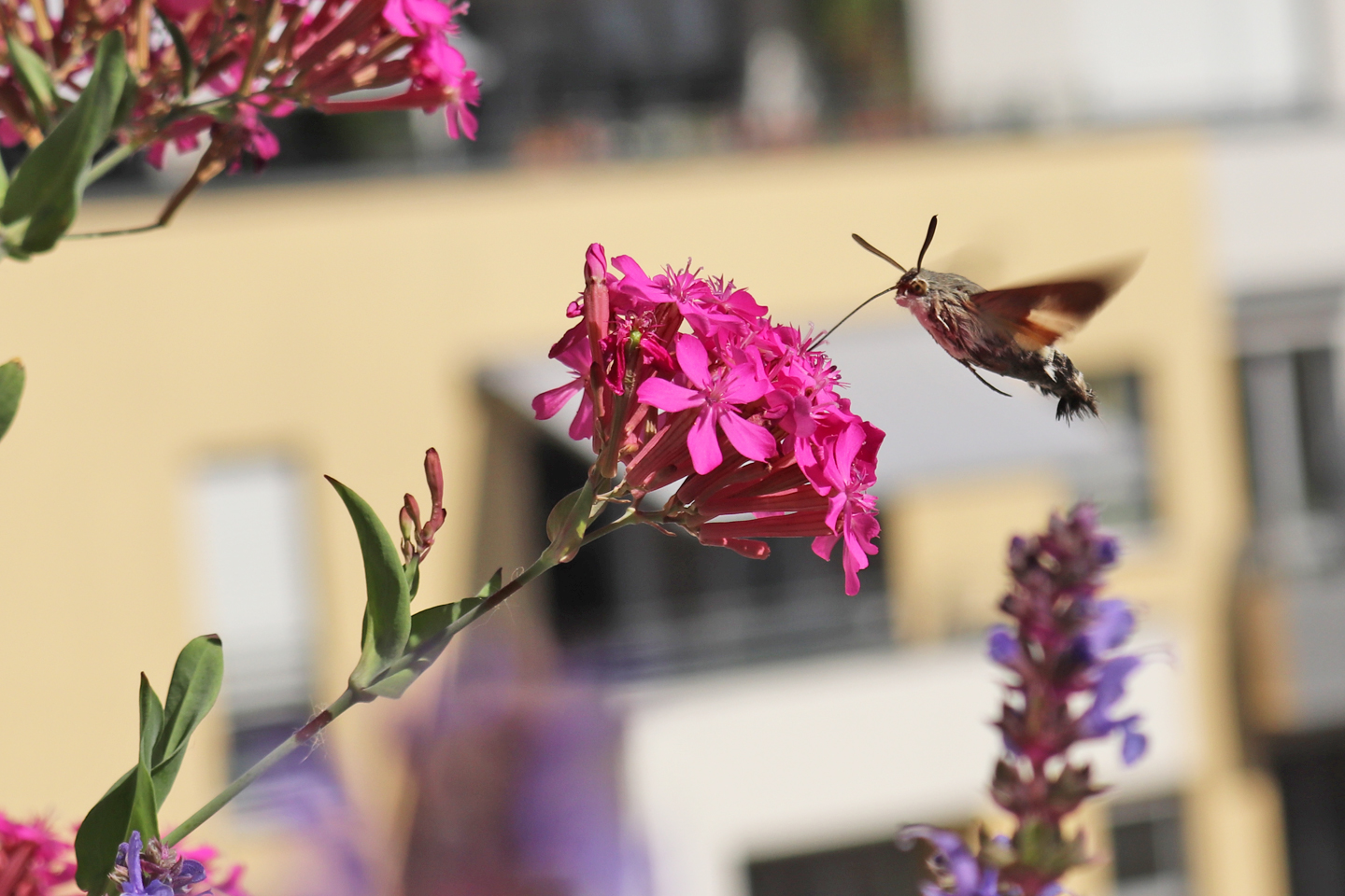 Taubenschwänzchen im Schwirrflug am Nelken-Leimkraut
