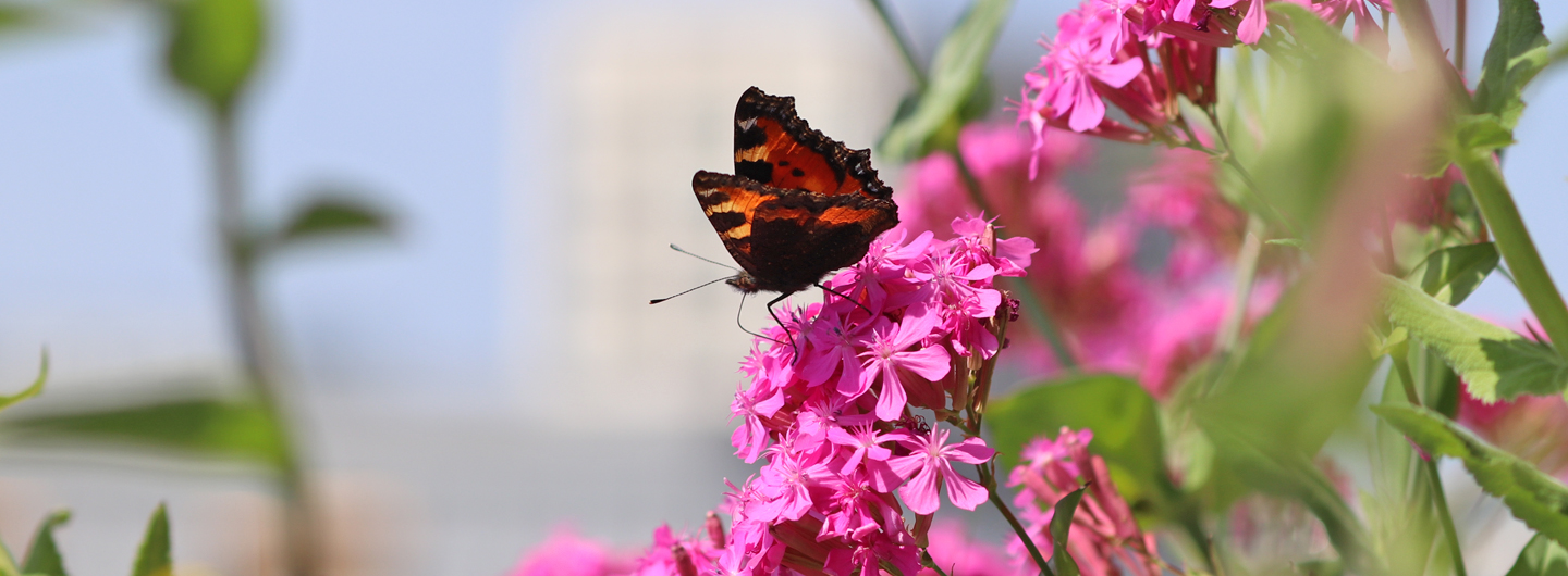 Kleiner Fuchs auf nelken-Leimkraut
