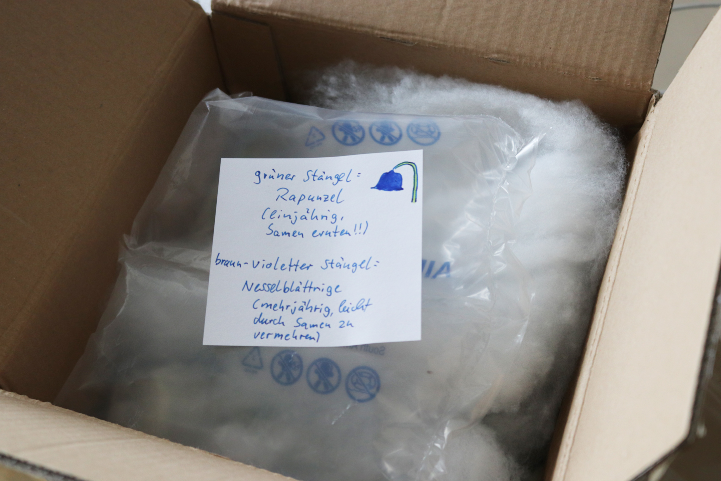 Paket aus Hannover: Rapunzel-Glockenblumen und Nesselblättrige Glockenblumen aus Karstens eigener Zucht